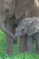 baby elephant